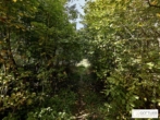 Bestlage Pressbaum! Ca. 9.000 m² unbebautes Baugrundstück mit genehmigtem Teilungsplan in Grünruhelage - Bild
